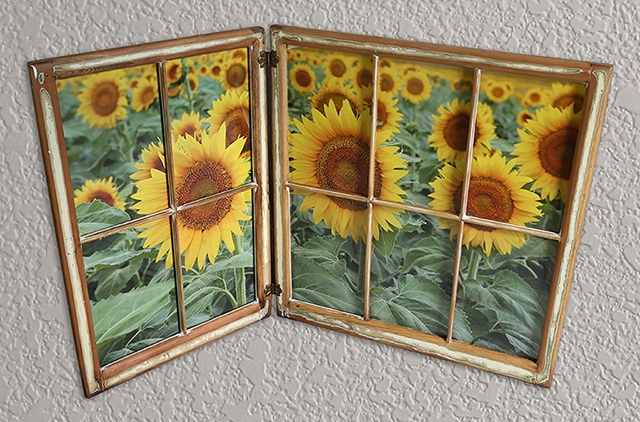 Sunflowers Sunflowers
